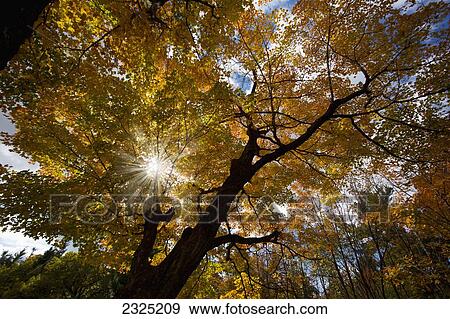 Stock Photo - Sunlight Through Golden Autumn Leaves On Tree In Gatineau Hills; Quebec, Canada. Fotosearch