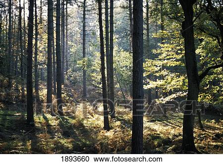 Sunlight Through Trees In The Forest View Large Photo Image Stock Image - Sunlight Through Trees In The Forest. Fotosearch