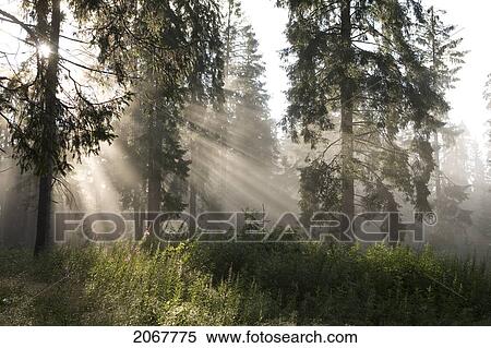 Sunlight Through Trees View Large Photo Image Stock Photography - Sunlight Through Trees. Fotosearch