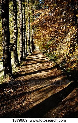 Stock Photo - Sunny Woodland Path. Fotosearch