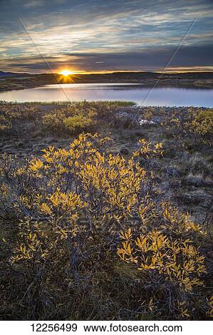 Stock Photo - Sunrise and autumn foliage along the Denali Highway, Alaska, USA. Fotosearch