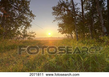 Stock Image - Sunrise Between Trees On A Farm, North Of Edmonton, Alberta. Fotosearch