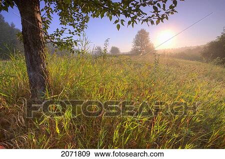 Sunrise On A Dew Covered Grassy Hill, North Of Edmonton, Alberta View Large Photo Image Stock Photo - Sunrise On A Dew Covered Grassy Hill, North Of Edmonton, Alberta. Fotosearch