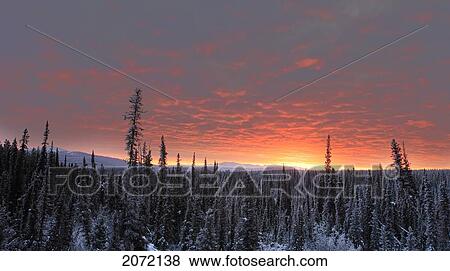Sunrise Over A Forest, Southern Yukon View Large Photo Image Stock Photo - Sunrise Over A Forest, Southern Yukon. Fotosearch