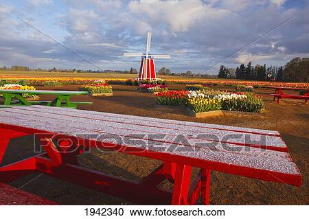Stock Image - Sunrise Over A Tulip Field At Wooden Shoe Tulip Farm; Woodburn Oregon United States Of America. Fotosearch