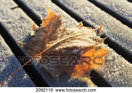 Sunrise Over Leaf On Floating Dock In Mont-Saint-Bruno National Park; Quebec Canada View Large Photo Image Stock Photo - Sunrise Over Leaf On Floating Dock In Mont-Saint-Bruno National Park; Quebec Canada. Fotosearch