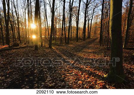 Sunrise Over Path In Hardwood Forest Of Mont-Saint-Bruno National Park; Quebec Canada View Large Photo Image Stock Image - Sunrise Over Path In Hardwood Forest Of Mont-Saint-Bruno National Park; Quebec Canada. Fotosearch