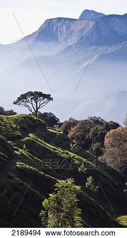 Sunrise Over The Majestic Western Ghats And The Theni Valley, Top Station, Kerala, India View Large Photo Image Picture - Sunrise Over The Majestic Western Ghats And The Theni Valley, Top Station, Kerala, India. Fotosearch