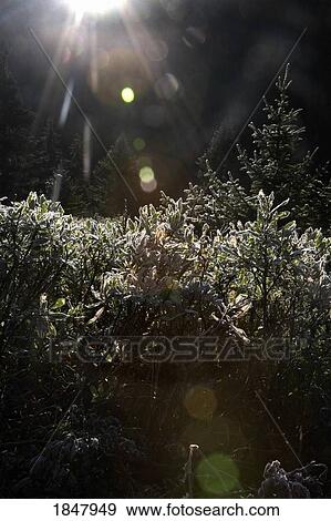 Stock Photo - Sunrise Over Treetops. Fotosearch