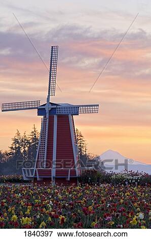 Stock Photo - Sunrise Over Wooden Shoe Tulip Farm And Mt. Hood; Woodburn, Oregon, Usa. Fotosearch