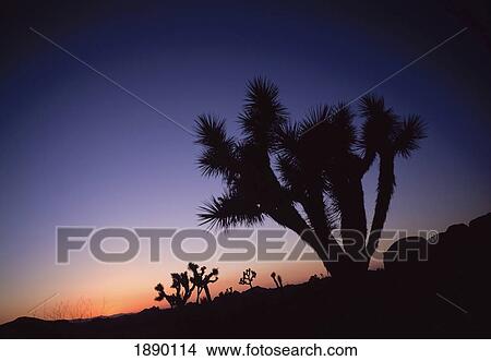 Picture - Sunset At Joshua Tree National Park, A U. S. National Park.. Fotosearch
