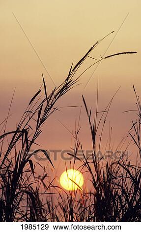 Sunset, Colorful Purple Sky And Sunball, Silhouetted Grass In Foreground. View Large Photo Image Stock Photo - Sunset, Colorful Purple Sky And Sunball, Silhouetted Grass In Foreground.. Fotosearch