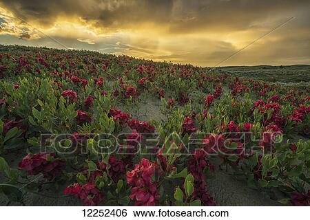 Stock Photograph - Sunset illuminated the clouds over the Great Sandhills; Saskatchewan, Canada. Fotosearch