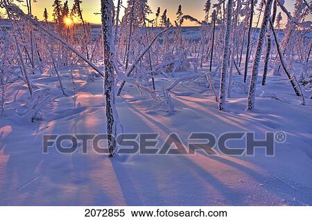 Stock Photography - Sunset In Boreal Forest, Some Areas Burnt In Fire, Dempster Highway, Yukon. Fotosearch