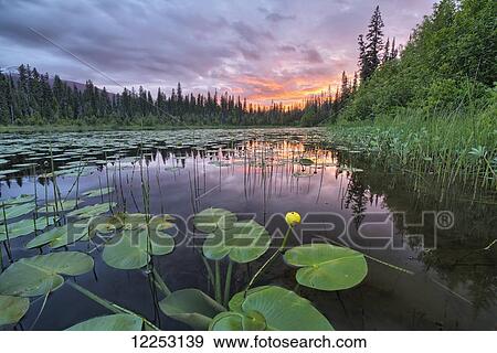 Stock Photo - Sunset over an unnamed lake with water lilies along the Yellowhead Highway; British Columbia, Canada. Fotosearch