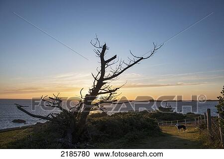 Stock Image - Sunset Over Annet Island Viewed From St Mary's, Isles Of Scilly, Cornwall, Uk, Europe. Fotosearch