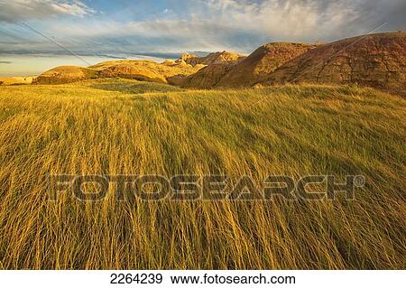 Stock Photo - Sunset over the blowing grass and mud formations in badlands national park; south dakota usa. Fotosearch