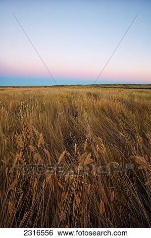 Sunset Over The Prairies In Grasslands National Park; Saskatchewan Canada View Large Photo Image Stock Photograph - Sunset Over The Prairies In Grasslands National Park; Saskatchewan Canada. Fotosearch