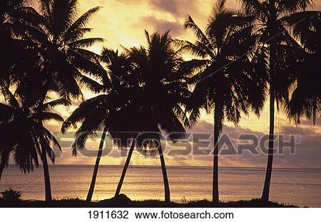 Stock Image - Sunset (Palm Trees In Silhouette), Aitutaki, Cook Islands.. Fotosearch