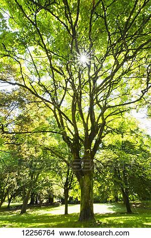 Sunshine through the trees, Friendship Gardens; New Westminster, British Columbia, Canada View Large Photo Image Picture - Sunshine through the trees, Friendship Gardens; New Westminster, British Columbia, Canada. Fotosearch