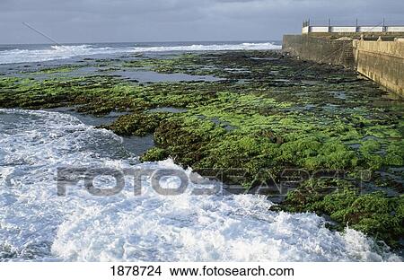 Surf And Seaweed At Ponta Do Sol View Large Photo Image Picture - Surf And Seaweed At Ponta Do Sol. Fotosearch