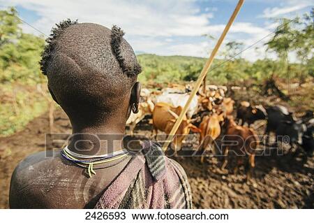 Suri (Surma) tribe cattle herders, Omo region, Southwest Ethiopia; Kibish, Ethiopia View Large Photo Image Stock Image - Suri (Surma) tribe cattle herders, Omo region, Southwest Ethiopia; Kibish, Ethiopia. Fotosearch