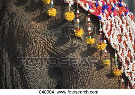 Picture - Surin, Thailand; Close-Up Of Decorated Elephant In Procession. Fotosearch