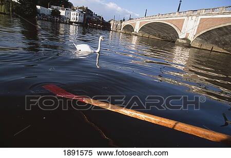 Stock Photography - Swan And Oar On River Thames. Fotosearch