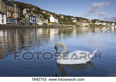 Stock Image - Swan And Townscape; Tarbert, Scotland, Uk. Fotosearch