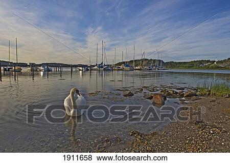 Swan At Shore, Flaton Island, Bohuslan Archipelago, Sweden View Large Photo Image Stock Photo - Swan At Shore, Flaton Island, Bohuslan Archipelago, Sweden. Fotosearch