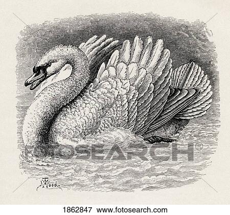 Swan Driving Away An Intruder. Illustration Drawn From Life By Mr. Wood From The Book The Expression Of The Emotions In Man And Animals By Charles Darwin, From The Popular Edition Published 1904. View Large Photo Image Stock Photo - Swan Driving Away An Intruder. Illustration Drawn From Life By Mr. Wood From The Book The Expression Of The Emotions In Man And Animals By Charles Darwin, From The Popular Edition Published 1904.. Fotosearch