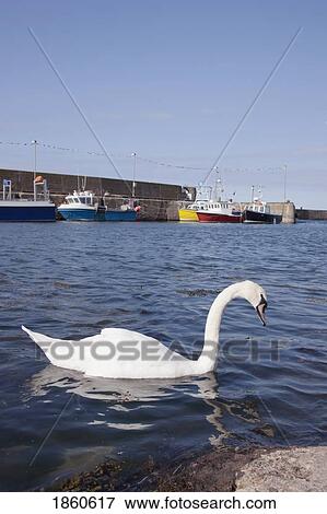 Stock Photo - Swan, Eyemouth, Scottish Borders, Scotland. Fotosearch