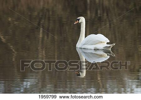 Stock Photo - Swan In Lake Ulemiste, At Tallinn, Estonia. Fotosearch