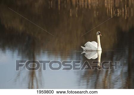 Swan In Lake Ulemiste, Tallinn, Estonia View Large Photo Image Stock Image - Swan In Lake Ulemiste, Tallinn, Estonia. Fotosearch