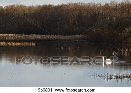 Stock Image - Swan In Lake Ulemiste, Tallinn, Estonia. Fotosearch