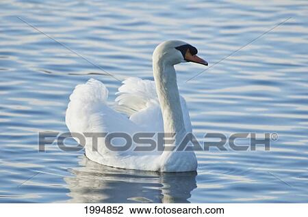 Swan In Lost Lagoon In Stanley Park, Vancouver, British Columbia, Canada View Large Photo Image Stock Image - Swan In Lost Lagoon In Stanley Park, Vancouver, British Columbia, Canada. Fotosearch