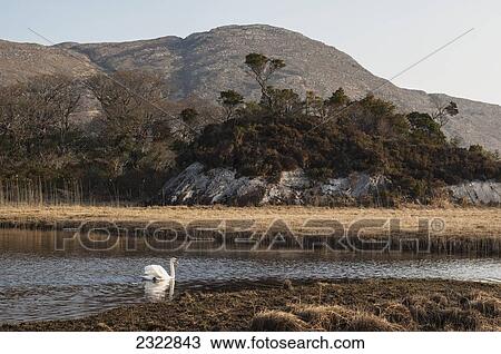 Stock Image - Swan in Upper Lake of Lough Leane, Killarney National Park; County Kerry, Ireland, UK. Fotosearch