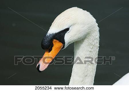 Swan, Royal Botanic Gardens, Kew, Surrey, England, United Kingdom View Large Photo Image Picture - Swan, Royal Botanic Gardens, Kew, Surrey, England, United Kingdom. Fotosearch