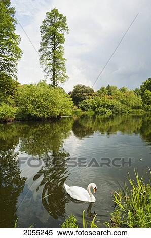 Swan, Royal Botanic Gardens, Kew, Surrey, England, United Kingdom View Large Photo Image Stock Photography - Swan, Royal Botanic Gardens, Kew, Surrey, England, United Kingdom. Fotosearch
