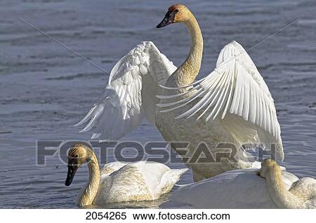 Swan Spreading And Stretching Wings, Yukon. View Large Photo Image Stock Photography - Swan Spreading And Stretching Wings, Yukon.. Fotosearch