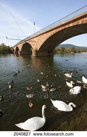 Stock Photo - Swans And Ducks By The Bridge Over The River Main, Miltenberg, Bavaria, Germany. Fotosearch