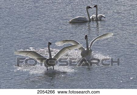 Swans Coming In For A Landing, Tagish, Yukon View Large Photo Image Stock Photograph - Swans Coming In For A Landing, Tagish, Yukon. Fotosearch