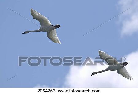Swans Flying In Formation, Yukon. View Large Photo Image Stock Image - Swans Flying In Formation, Yukon.. Fotosearch