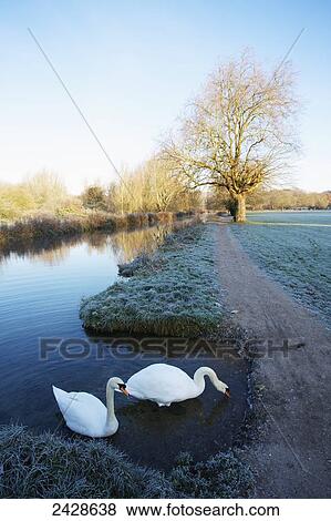 Swans on the Itchen River navigation canal on a misty morning on the water meadow; Winchester, Hampshire, England View Large Photo Image Stock Photo - Swans on the Itchen River navigation canal on a misty morning on the water meadow; Winchester, Hampshire, England. Fotosearch