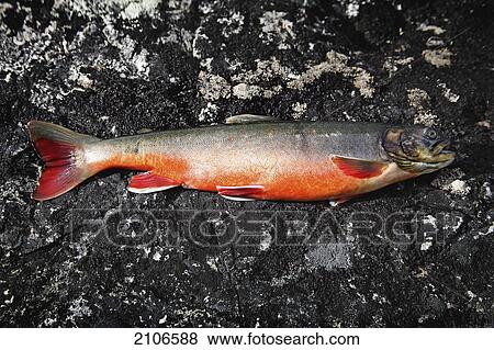 Sweden, Arctic Char; Miekak Lapland View Large Photo Image Stock Photo - Sweden, Arctic Char; Miekak Lapland. Fotosearch