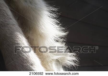 Sweden, Reindeer fur; Miekak Lapland View Large Photo Image Stock Image - Sweden, Reindeer fur; Miekak Lapland. Fotosearch