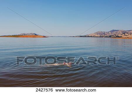 Stock Photograph - Swimming in Lake Hume; Riverina, New South Wales, Australia. Fotosearch