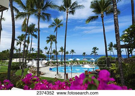 Swimming pool at a resort on the South Kohala Coast; Big Island, Hawaii, United States of America View Large Photo Image Stock Image - Swimming pool at a resort on the South Kohala Coast; Big Island, Hawaii, United States of America. Fotosearch