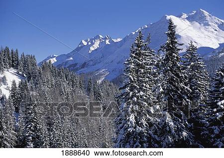 Stock Image - Swiss Alps And Pine Trees. Fotosearch