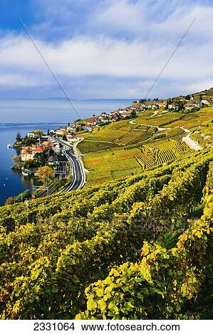 Switzerland, Lavaux Unesco World Heritage region, Vineyards; Rivaz village and Lake Geneva View Large Photo Image Picture - Switzerland, Lavaux Unesco World Heritage region, Vineyards; Rivaz village and Lake Geneva. Fotosearch